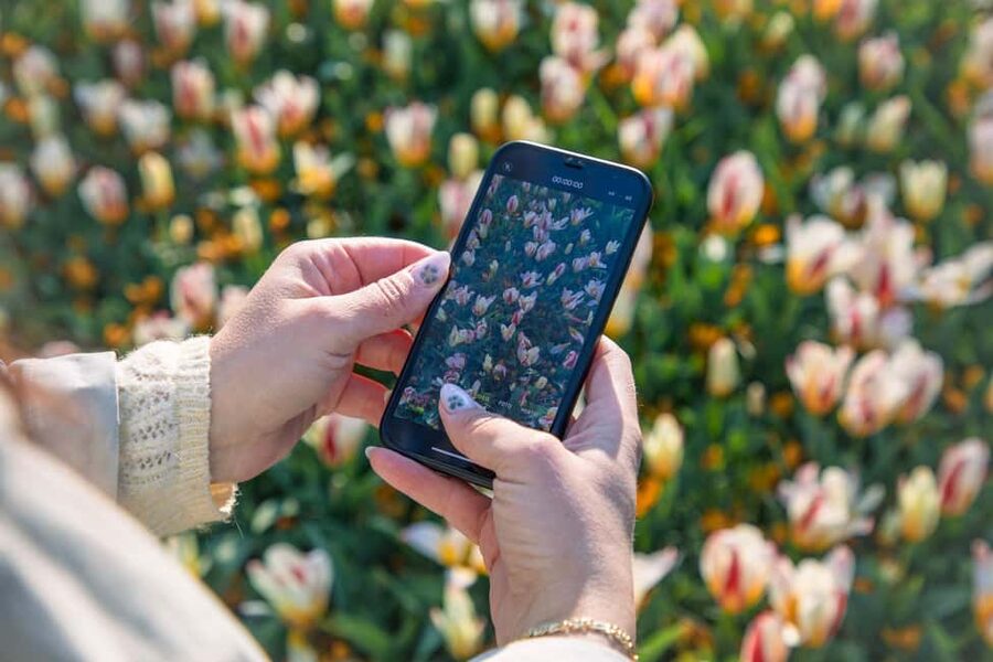 From Amsterdam: Keukenhof Ticket with Transfer - Bloom timing: what to expect when flowers are nearly finished