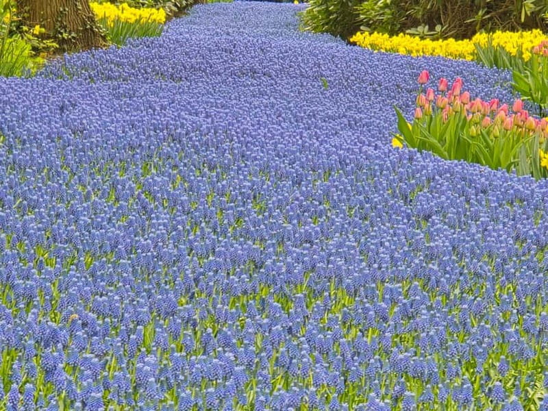From Amsterdam: Keukenhof Tulips, Windmills & Volendam - Clogs, Gouda, and Edam: small culture moments that land