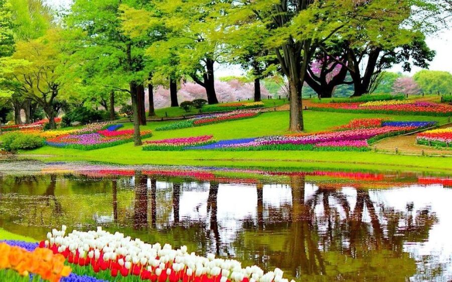 From Amsterdam: Private Keukenhof and Tulip Experience Tour - Picture Stops and Personal Pace: What Makes This Tour Feel Special