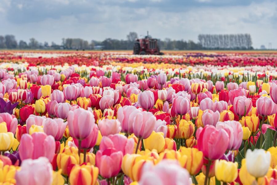 From Amsterdam: Private Keukenhof and Tulip Experience Tour - Why This Tour Makes Sense for Value, Not Just Convenience