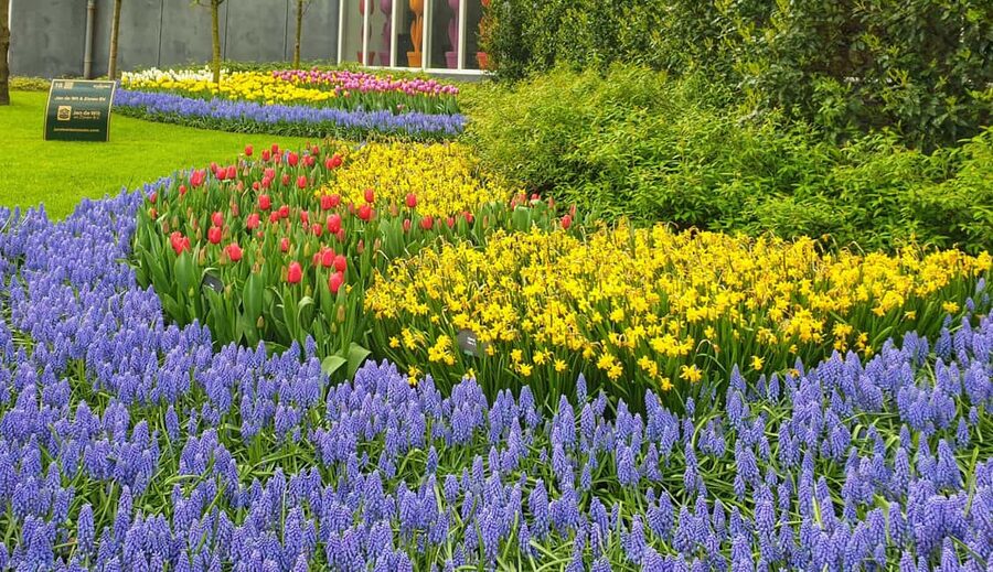 From Amsterdam: Small Group Keukenhof & City Tour Delft - Key things to know before you go
