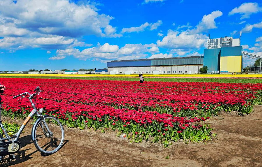 From Amsterdam: Small Group Keukenhof & City Tour Delft - Should you book this Amsterdam to Keukenhof and Delft day trip?
