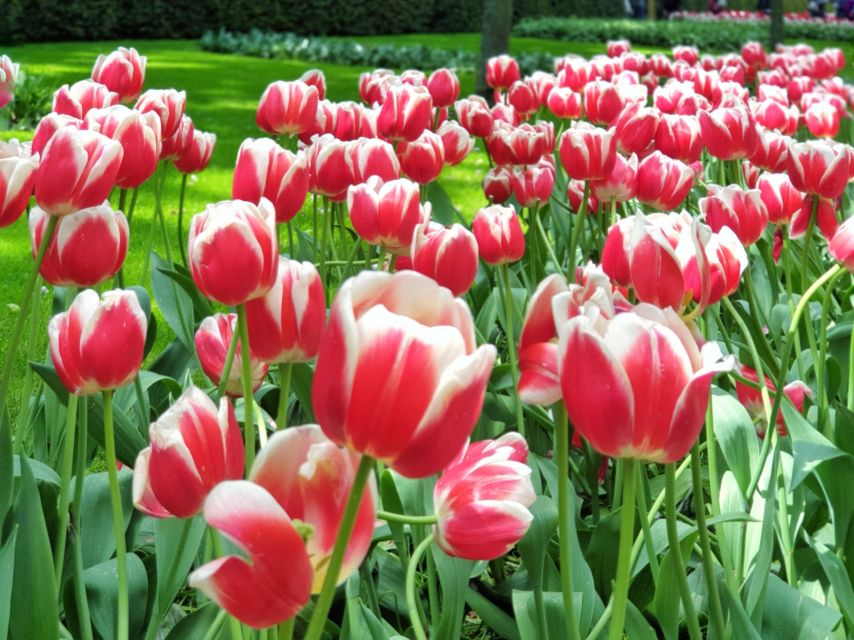 From Amsterdam: Small Group Keukenhof & City Tour Delft - Delft after the flowers: canal city vibes with a guided orientation