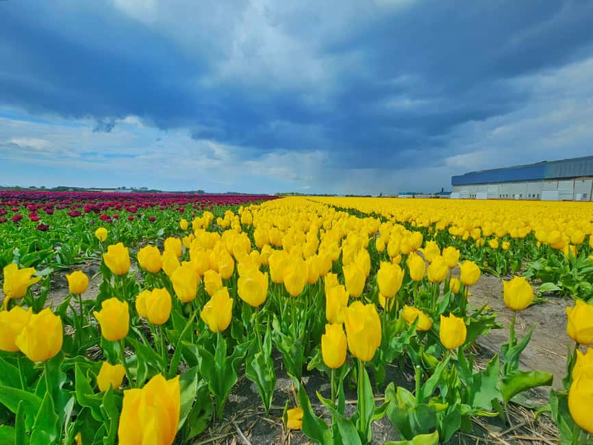 From Amsterdam: Small Group Keukenhof & City Tour Delft - The Delft Blue pottery workshop: why this is the heart of the experience