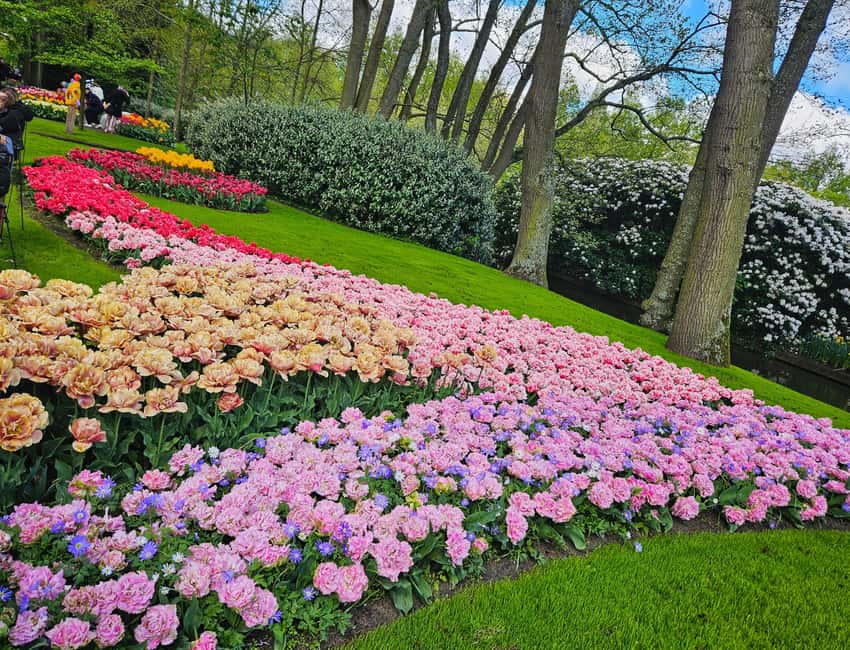 From Amsterdam: Small Group Keukenhof & City Tour Delft - Who this tour is best for, and who should choose something else