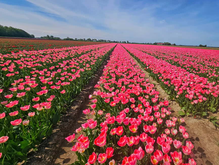 From Amsterdam: Small Group Keukenhof & City Tour Delft - The natural tulip fields photo stop: a weather bonus, not a guarantee