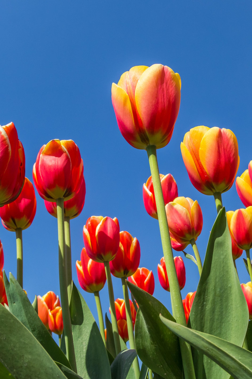 From Amsterdam: take the famous Tulip route tour - Key points