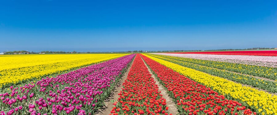 From Amsterdam: take the famous Tulip route tour - Why the Noordoostpolder Tulip Route feels different from garden days