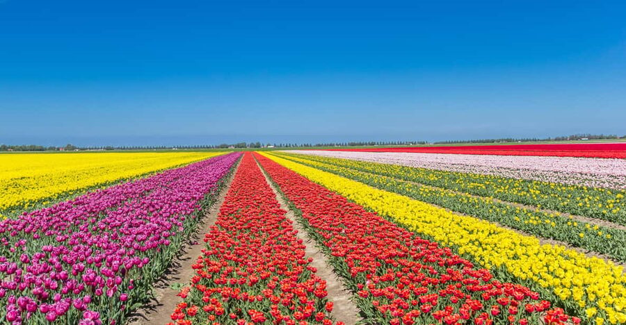 From Amsterdam: take the famous Tulip route tour - The 100 km Tulip Route, step by step (what happens when)