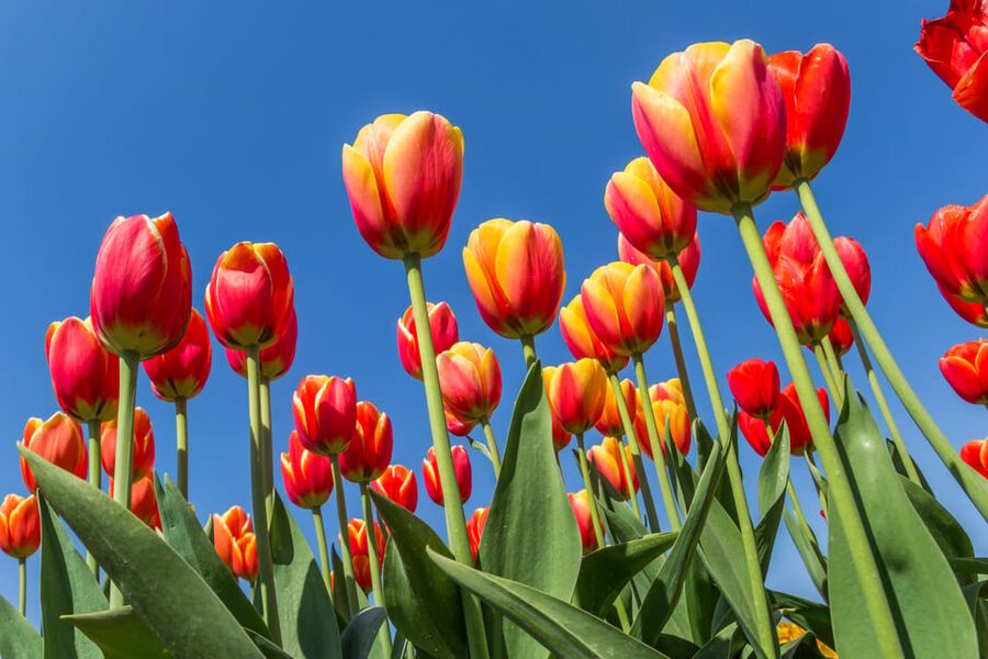 From Amsterdam: take the famous Tulip route tour - Price and value: is $152 worth it for 8 hours?