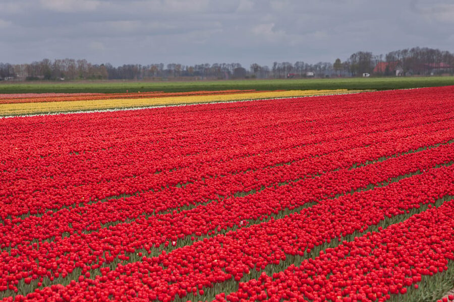 From Amsterdam: take the famous Tulip route tour - Should you book the Tulip Route tour from Amsterdam?