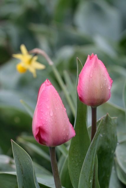 From Amsterdam: Tulip Fields of Holland Tour - Key things that make this tour a standout