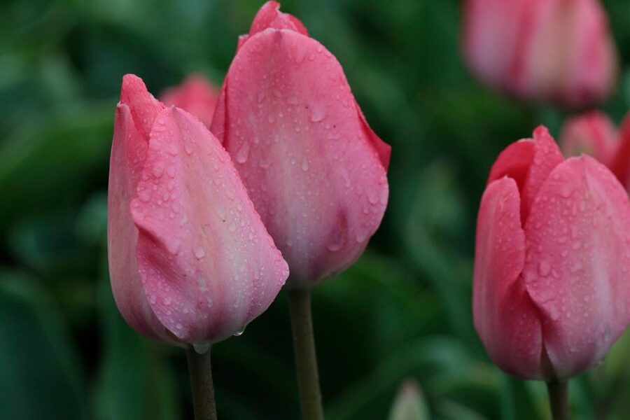 From Amsterdam: Tulip Fields of Holland Tour - Why the van changes everything in Holland’s tulip season