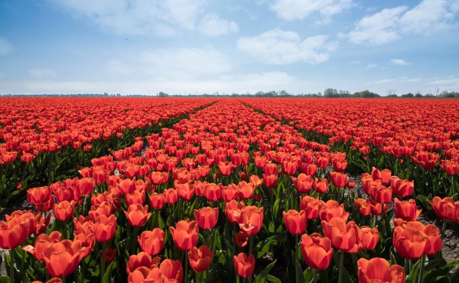 From Amsterdam: Tulip Fields of Holland Tour - De Tulperij in Voorhout: coffee and apple pie with bulb-farmer context