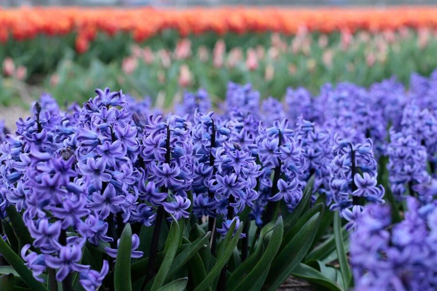 From Amsterdam: Tulip Fields of Holland Tour - The guide factor: Leander makes the flower facts feel easy