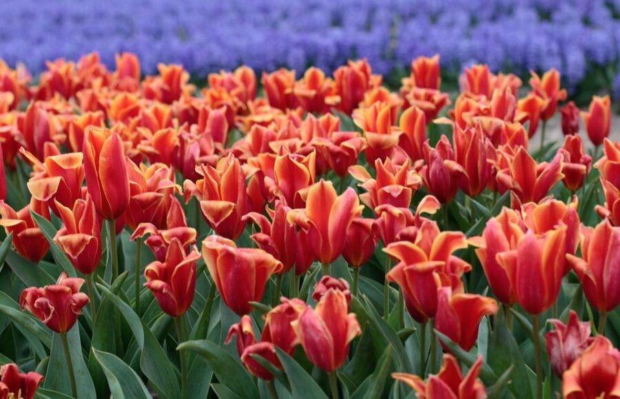 From Amsterdam: Tulip Fields of Holland Tour - Photo tips that match this exact schedule