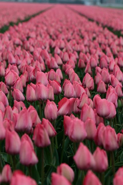 From Amsterdam: Tulip Fields of Holland Tour - Price and value: what $200 includes and who it fits