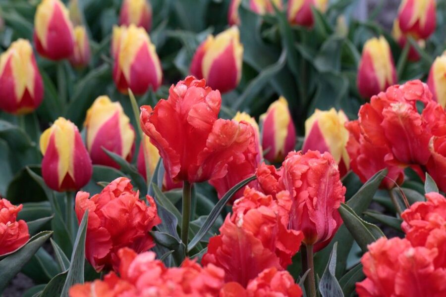 From Amsterdam: Tulip Fields of Holland Tour - A quick reality check before you go