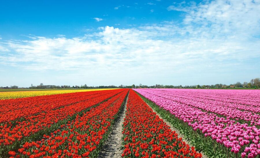From Amsterdam: Tulip Fields of Holland Tour - The drive from Amsterdam to South Holland: quick, scenic, efficient