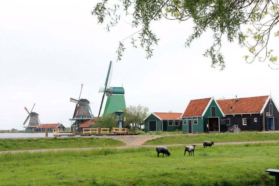 From Amsterdam: Windmills of Zaanse Schans Tour - Should You Book This Zaanse Schans Tour?