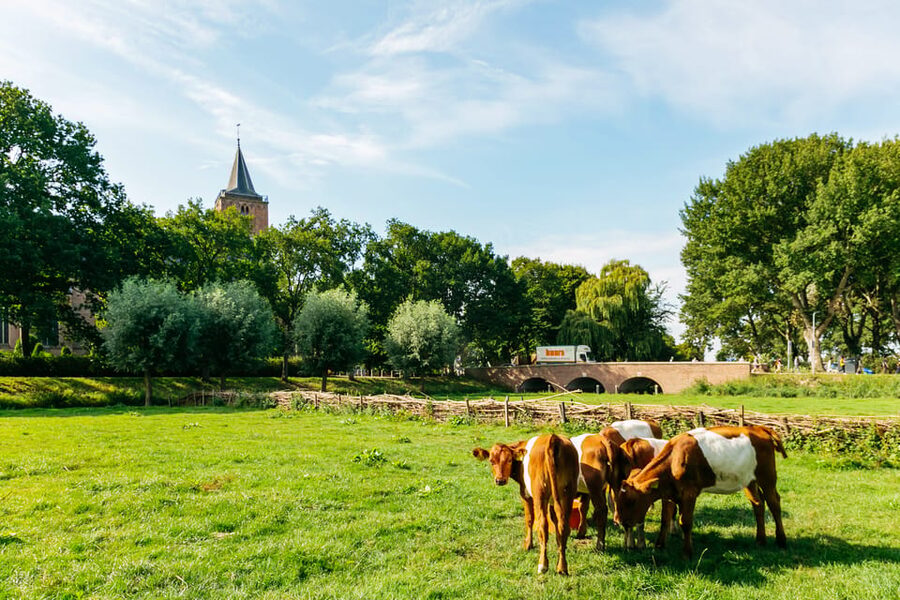From Amsterdam: Zaanse Schans, Edam, Volendam & Marken - Marken island village: wooden houses and a calmer Dutch mood
