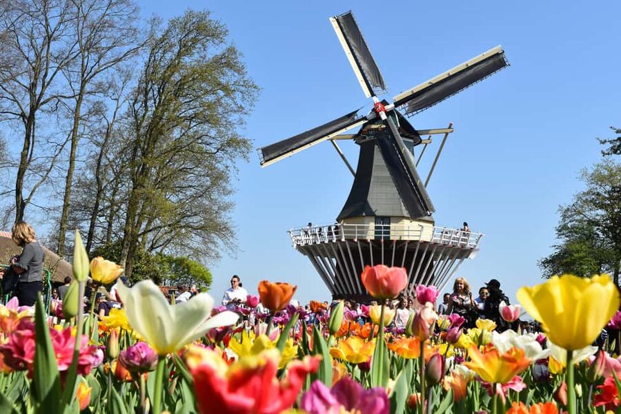From Brussels: Keukenhof & Windmills Full-Day Guided Tour - Price and value for $144, what you are actually buying