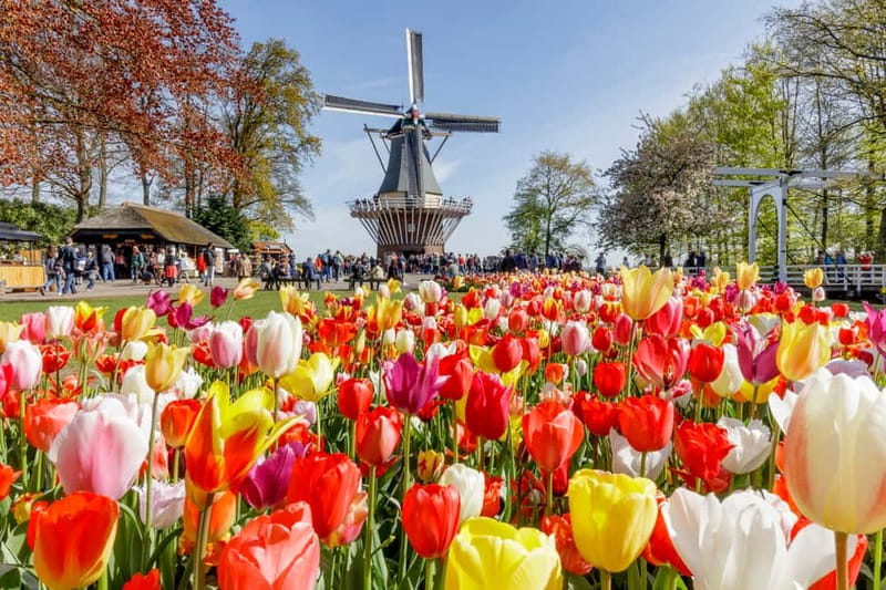 From Brussels: Keukenhof & Windmills Full-Day Guided Tour - The big travel rhythm: buses that shape the whole day