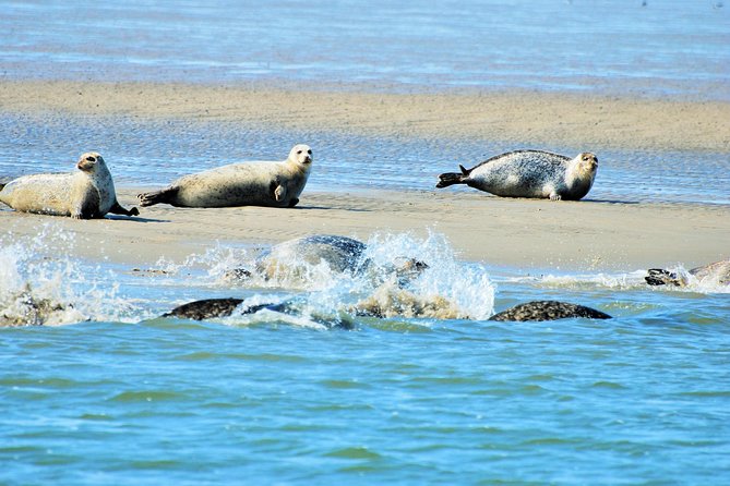 Full day tour to Texel - Friesian Islands - from Amsterdam - Amsterdam to Texel: a full day that feels grounded