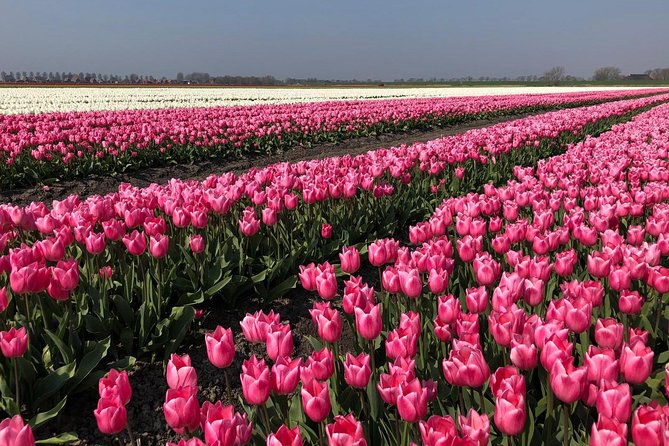 Full day tour to Texel - Friesian Islands - from Amsterdam - The ferry crossing and Wadden Sea experience