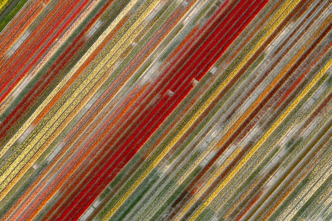 Guided Bike Tour along the Dutch Tulip Fields in Noord Holland - Tulip-field viewing without the tourist crush