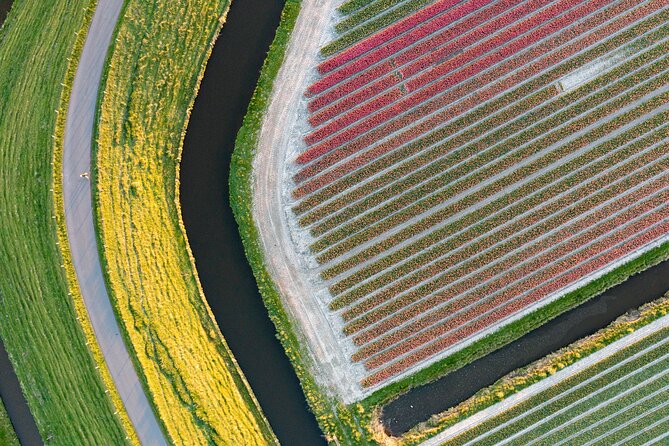 Guided Bike Tour along the Dutch Tulip Fields in Noord Holland - Learning tulips the practical way with Manon