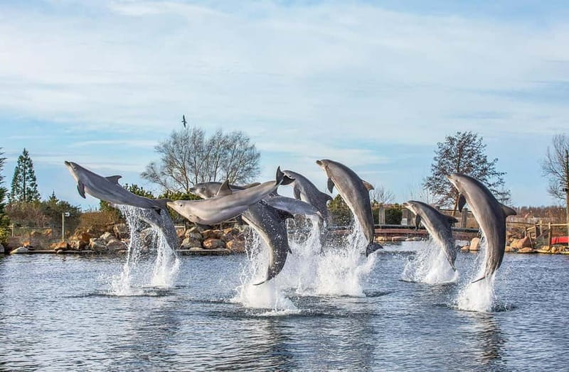 Harderwijk: Dolfinarium Entry Ticket - Key Things You’ll Remember About Dolfinarium in Harderwijk