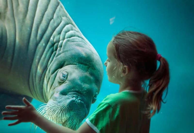 Harderwijk: Dolfinarium Entry Ticket - Dolphin and Walrus Shows: The Main Event With Easy-to-Follow Action
