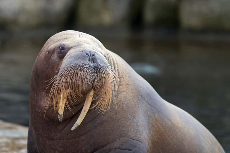Harderwijk: Dolfinarium Entry Ticket - Sea Lions and Seals: Loud, Funny, and Surprisingly Predictable