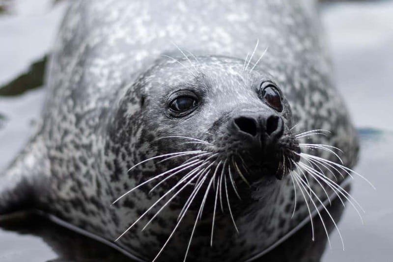 Harderwijk: Dolfinarium Entry Ticket - Four Kid Play Areas: Why They Matter More Than You Think