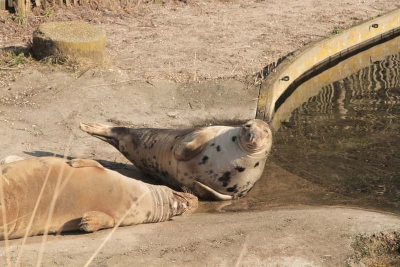 Harderwijk: Dolfinarium Entry Ticket - Waterpret Outdoor Slides: Seven Ways to Cool Off
