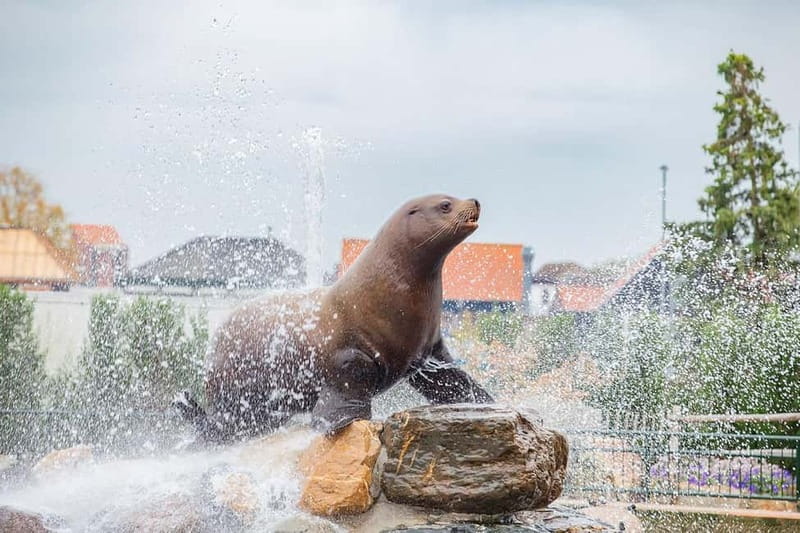 Harderwijk: Dolfinarium Entry Ticket - Practical Tips That Make the Day Easier