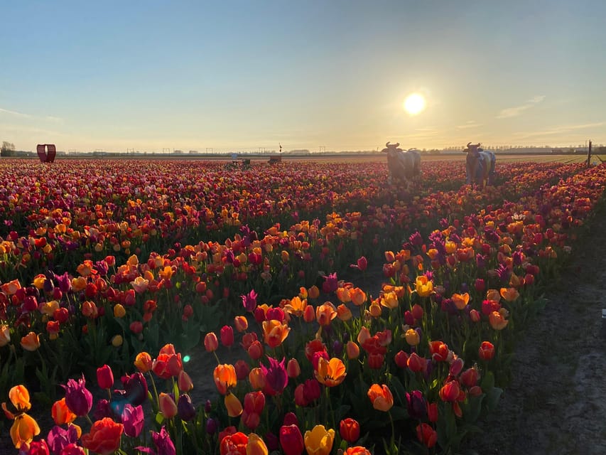 Hillegom: Tulip Barn Entry Ticket - Key highlights worth knowing before you go