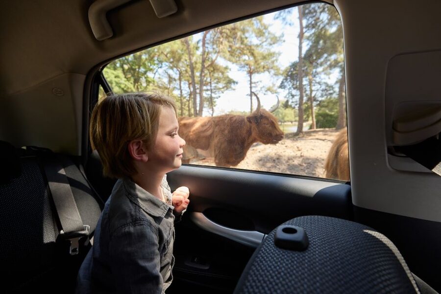 Hilvarenbeek: Safaripark Beekse Bergen Entry Ticket - Key things to know before you go