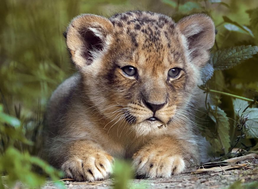Hilvarenbeek: Safaripark Beekse Bergen Entry Ticket - Who this is best for, and who should think twice