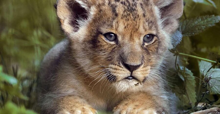 Hilvarenbeek: Safaripark Beekse Bergen Entry Ticket - Car safari in your own vehicle: the fun is real, the risk is too