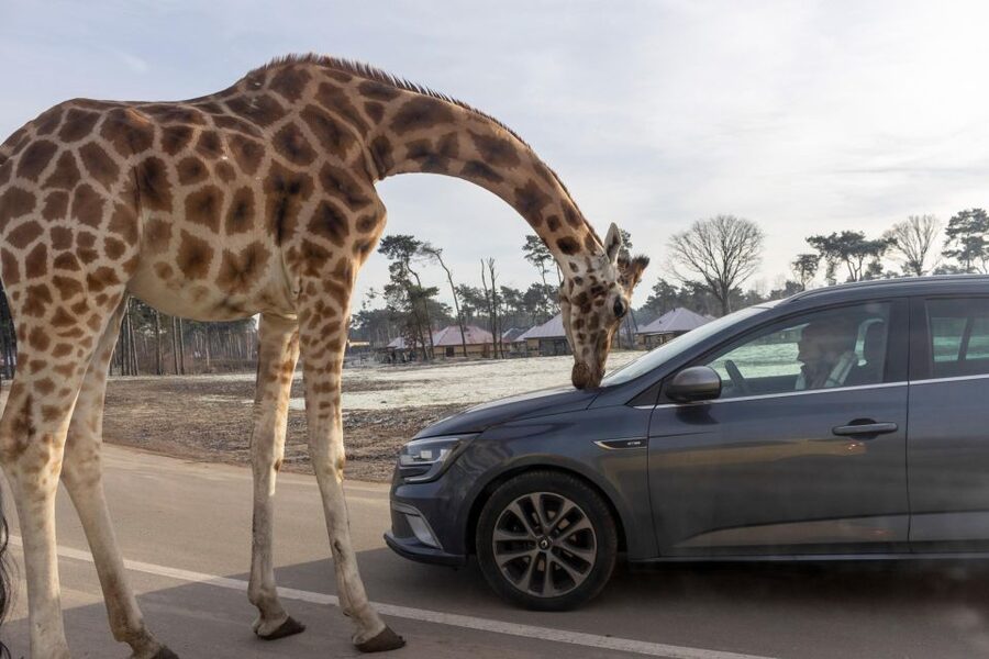 Hilvarenbeek: Safaripark Beekse Bergen Entry Ticket - Price and value: $35 for a day with three safari modes
