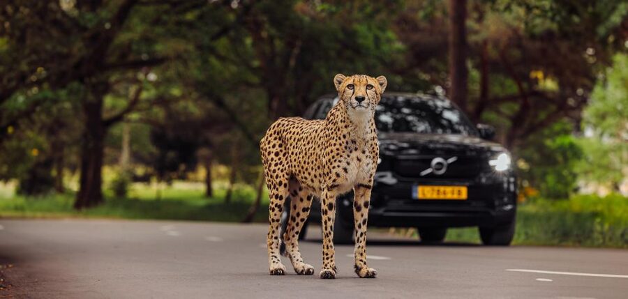 Hilvarenbeek: Safaripark Beekse Bergen Entry Ticket - How the entry ticket gives you walking, boat, and car safaris