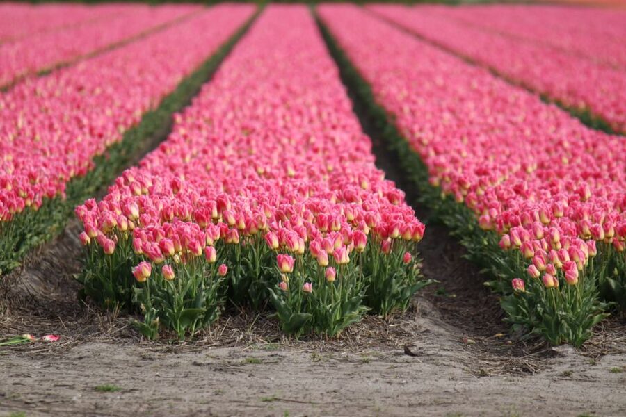 Keukenhof: Flower Fields Small-Group Cultural Bike Tour - Key points to know before you go