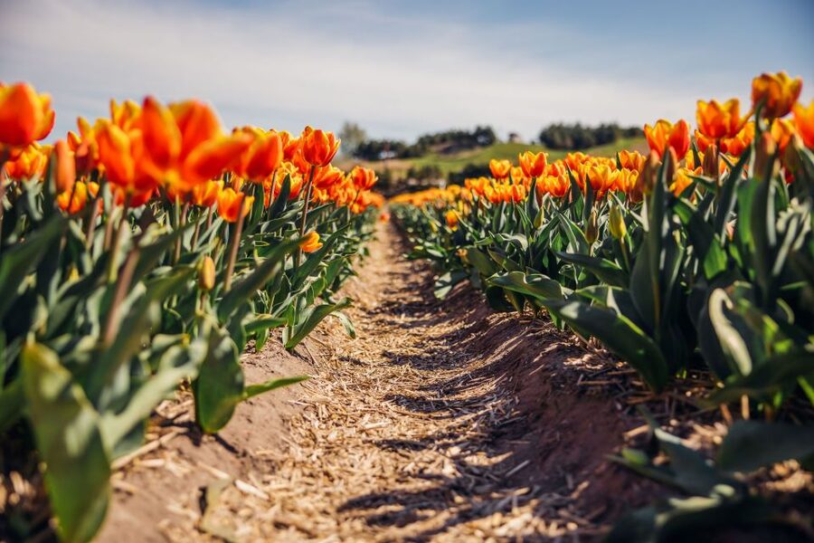 Keukenhof: Flower Fields Small-Group Cultural Bike Tour - Who should skip it