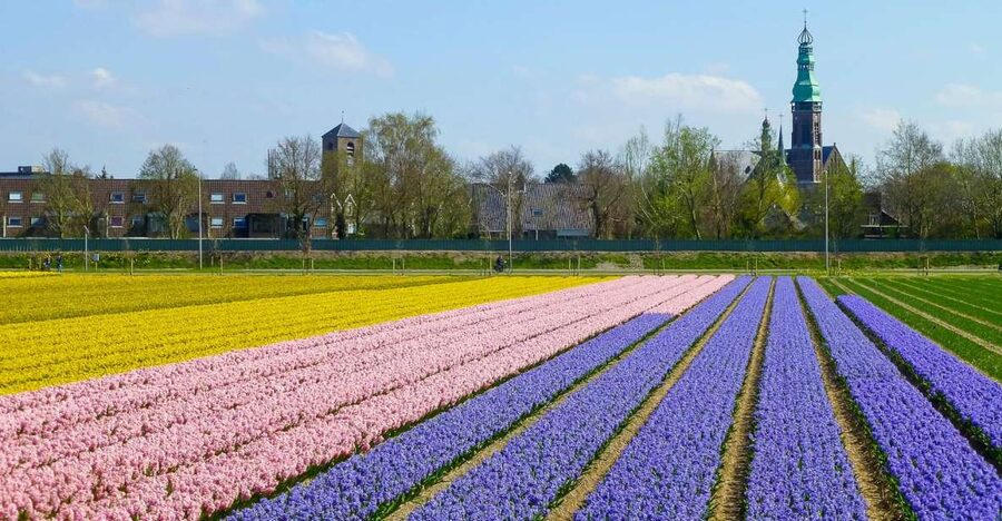 Keukenhof: Flower Fields Small-Group Cultural Bike Tour - Photo stops in the Bollenstreek: fields, windmills, and farming details
