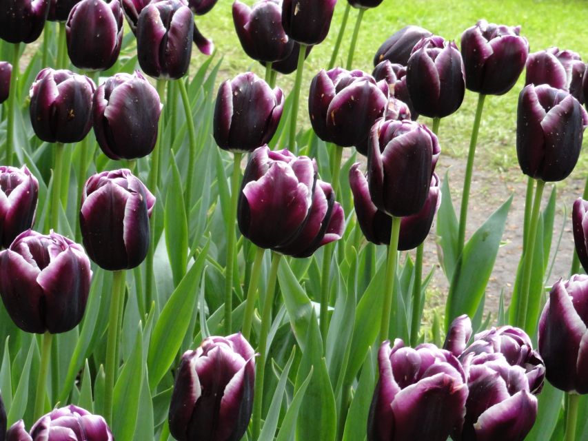 Keukenhof: Flower Fields Small-Group Cultural Bike Tour - Tulip Experience Amsterdam: 700 varieties plus hands-on picking