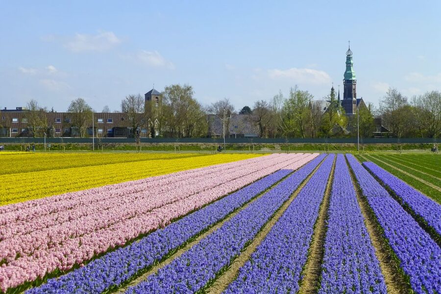 Keukenhof: Flower Fields Small-Group Cultural Bike Tour - Rain, wind, and that Dutch reality check