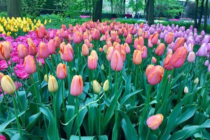 Keukenhof's Tulips and Windmills Small-Group Tour from Amsterdam - Cheese farm stop: Gouda making and tasting that actually fits the day