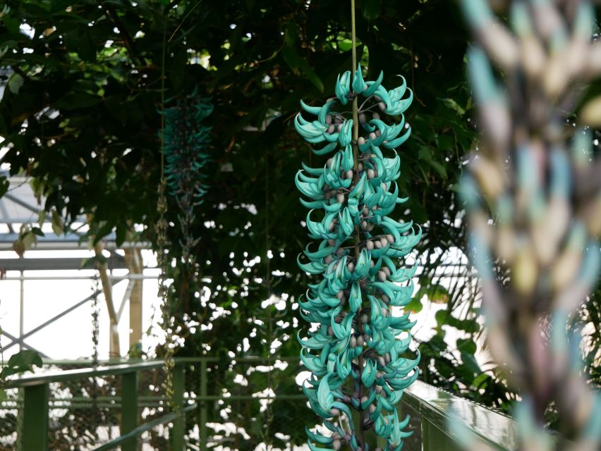 Leiden: Hortus botanicus Leiden Entry Ticket - Southeast Asia orchids, tropical displays, and the endangered species angle